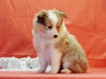 puppies