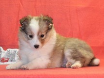 puppies