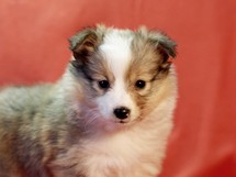 puppies