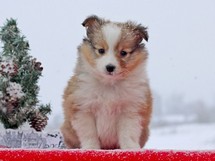puppies