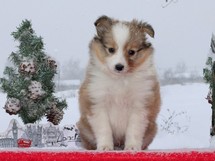puppies