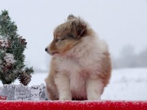 puppies