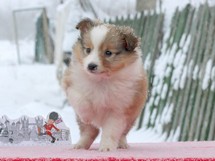 puppies