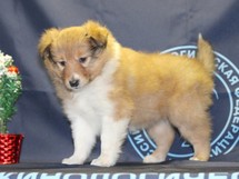 puppies