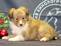 puppies