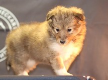 puppies