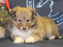 puppies