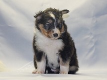 puppies