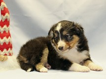 puppies