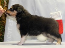 puppies