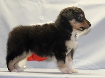 puppies