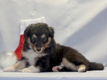 puppies