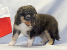 puppies