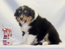 puppies