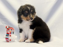 puppies