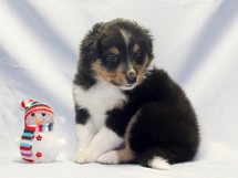 puppies