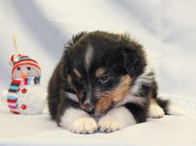 puppies