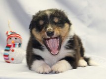 puppies