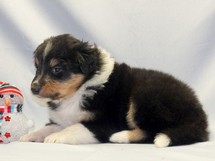 puppies