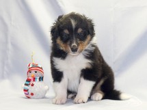 puppies