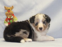 puppies