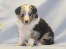 puppies