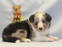 puppies