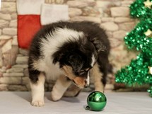 puppies