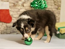 puppies