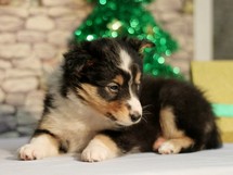 puppies