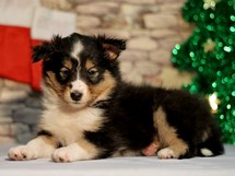 puppies