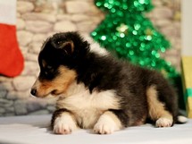 puppies