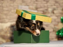 puppies