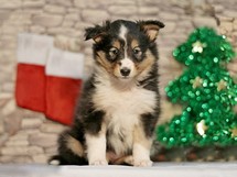 puppies