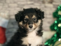 puppies