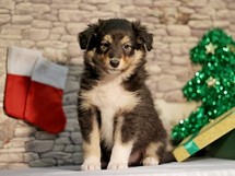 puppies