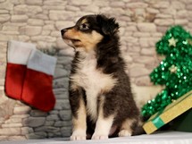 puppies