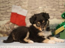 puppies