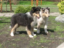 puppies