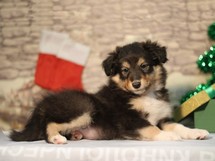 puppies