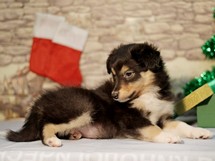 puppies