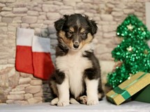 puppies