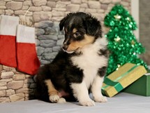 puppies