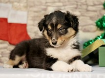 puppies
