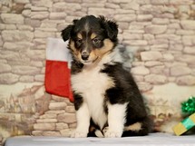 puppies