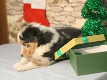 puppies