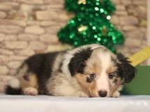 puppies