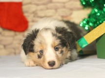 puppies