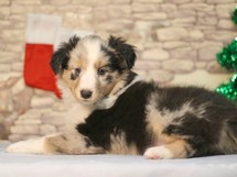 puppies