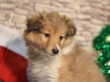 puppies